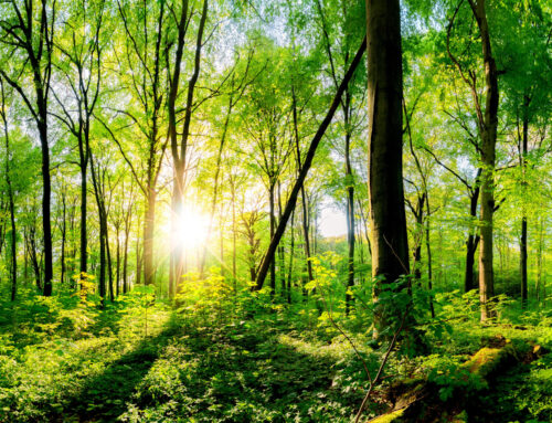 Eco-Friendly Funeral Options: A Guide to Sustainable Farewells