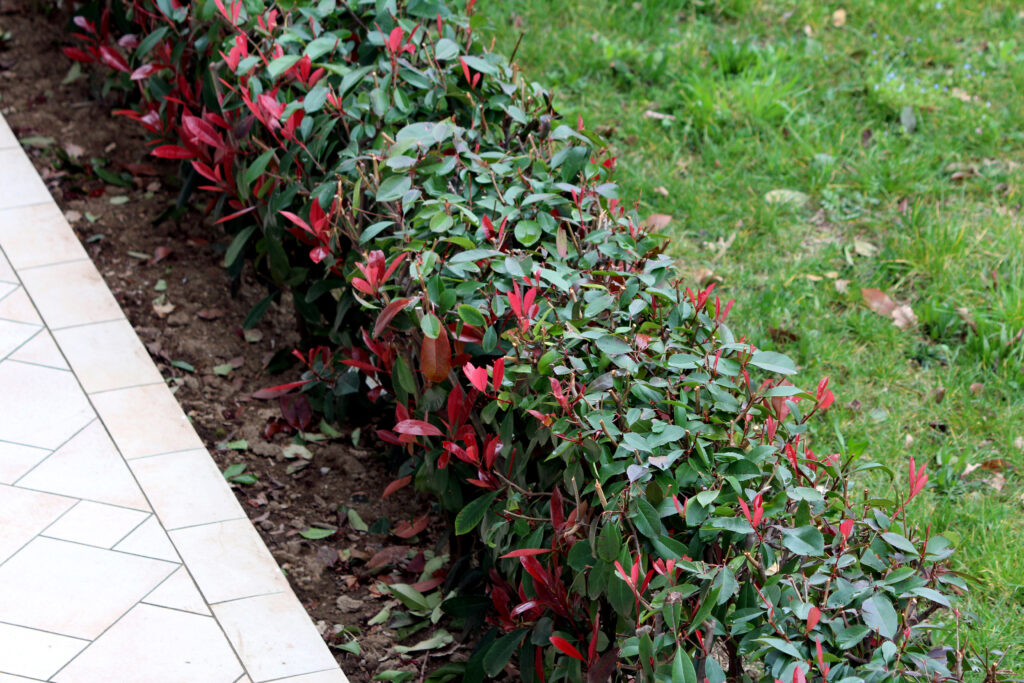 Neatly trimmed photinia hedge with glossy green leaves and vibrant red new growth lines a garden walkway, contrasting with the adjacent lawn and tiled path