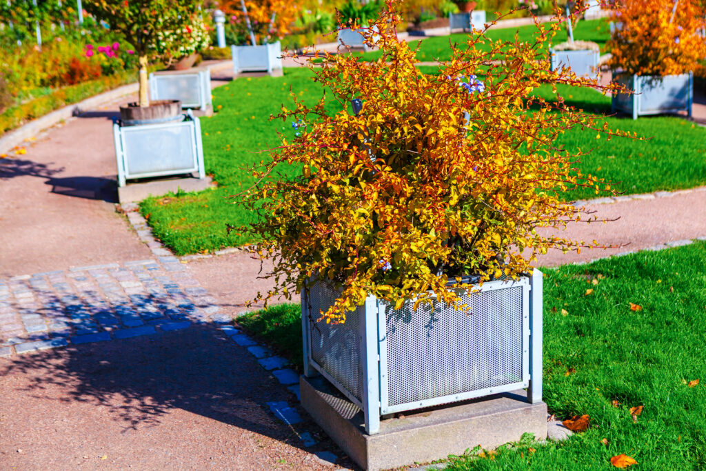 Fall season shrub in a modern planter on paved pathway within sunny park landscape, surrounded by lush green grass and distant plantings. Autumn light highlights rich foliage and serene garden setting